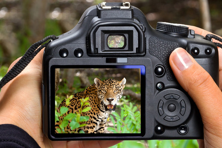 DSLR camera in hand shooting jaguar in wildlifeの写真素材