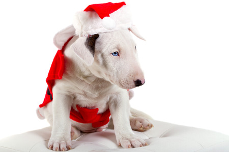 Bull terrier puppy in santa suit over white backgroundの写真素材