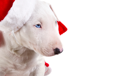 Bull terrier puppy in santa suit over white backgroundの写真素材