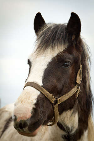 Portrait of the horseの写真素材