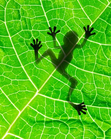 Frog shadow on the leafの写真素材