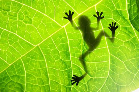 Frog shadow on the leafの写真素材