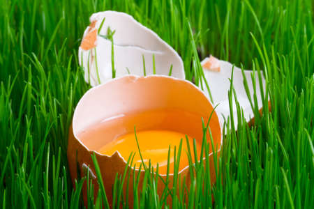 Yolk of an egg in the grassの写真素材