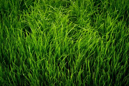 Green grass patternの写真素材