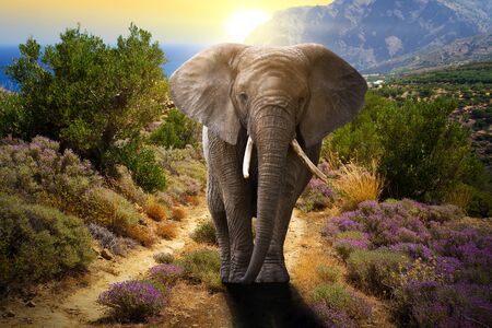 Elephant walking on the road at sunsetの写真素材