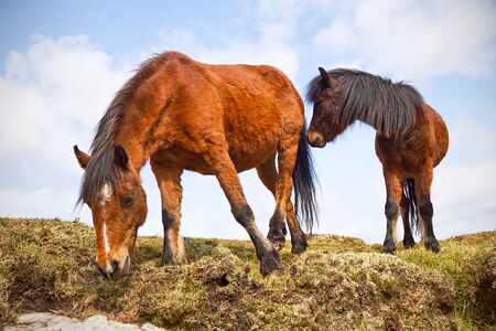 Irish horses on the hillの写真素材