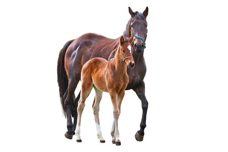 Horse with foal over white backgroundの写真素材
