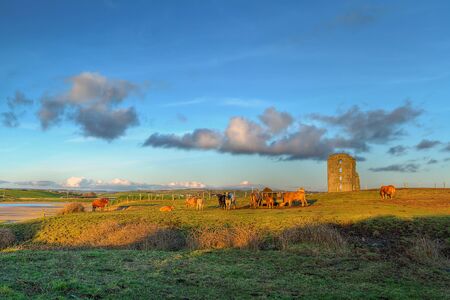 Cows at Dough Castle in Lahinch, Co. Clare, Irelandのeditorial素材