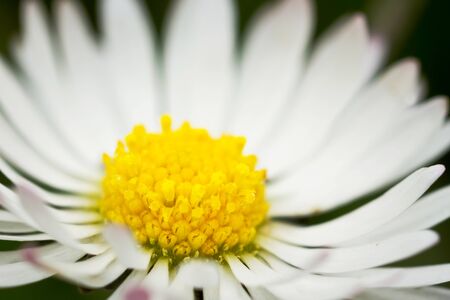 Macro shot of a daisy flowerの写真素材