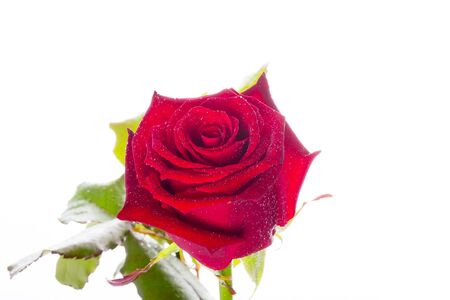 Beautiful red rose over white backgroundの写真素材