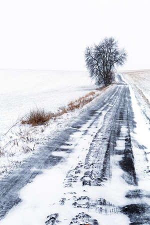 Idyllic winter meadow with single treeの写真素材