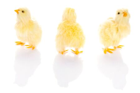 Cute little baby chicks over white backgroundの写真素材