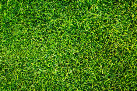 Green grass patternの写真素材