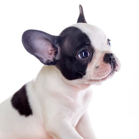 French bulldog puppy portrait over white backgroundの写真素材