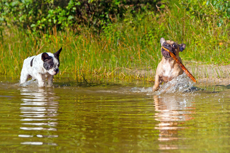 French bulldogs running in the lakeの写真素材