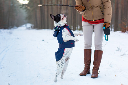 French bulldog in winter jacket jumping for a stickの写真素材
