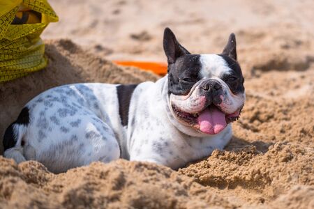 French bulldog on the beach of Baltic Seaの写真素材