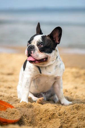 French bulldog on the beach of Baltic Seaの写真素材