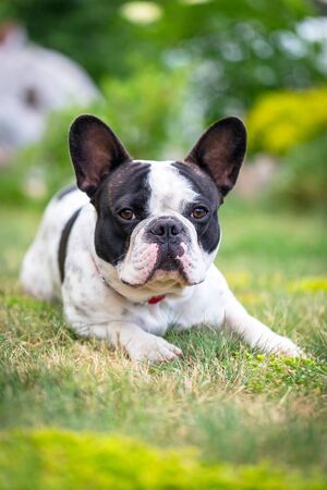 French bulldog resting on the grassの写真素材