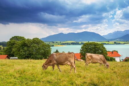 Cows on the meadow at Bavarian Alps, Germanyのeditorial素材