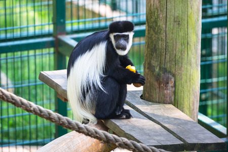 Mantled guereza in the zooの写真素材