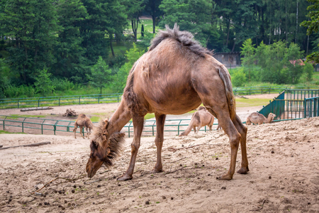 Camel in the zooの写真素材