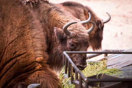 American bisons in the zooの写真素材