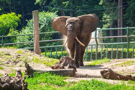 African elephant in the zooの写真素材