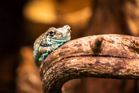 Mission golden-eyed tree frogの写真素材