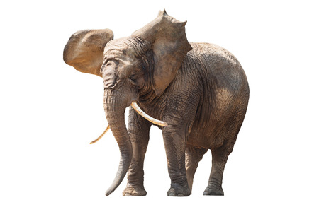 Elephant over white backgroundの写真素材