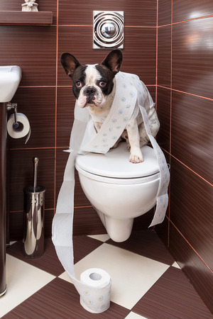 French bulldog sitting on the toilet in the bathroomの写真素材