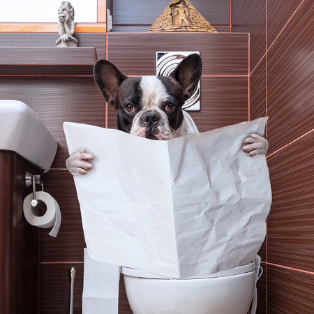 French bulldog sitting on the toilet and reading newspaperの写真素材