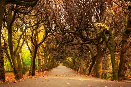 Autumn in the park in Gdansk, Polandの写真素材