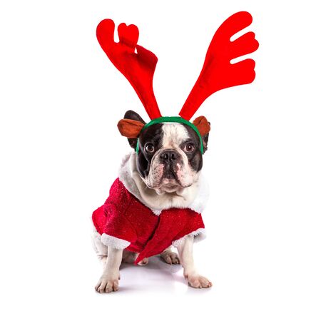 French bulldog dressed as Rudolph the reindeer over white backgroundの写真素材