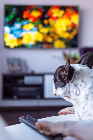 French bulldog lying down in front of the televisionの写真素材