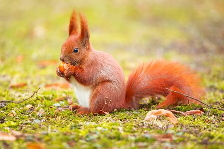 Red squirrel eating hazelnut in the parkの写真素材