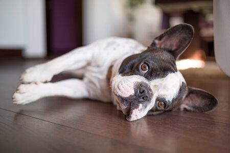 French bulldog lying down on the floorの写真素材