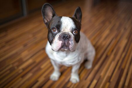 French bulldog sitting on the floorの写真素材