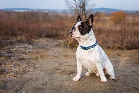 French bulldog on a winter walkの写真素材