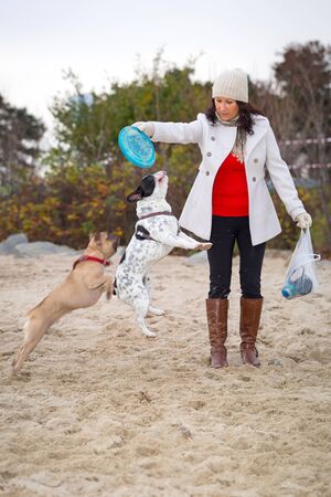 French bulldogs jumping for flying discの写真素材
