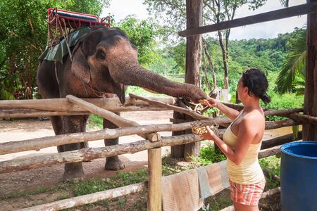Woman feeding elephant in the jungle, Thailandの写真素材