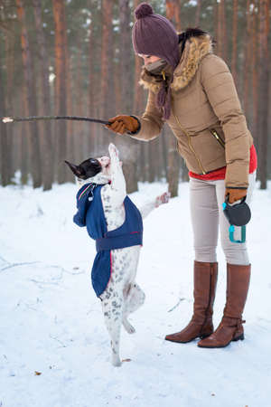 French bulldog jumping for the stickの写真素材