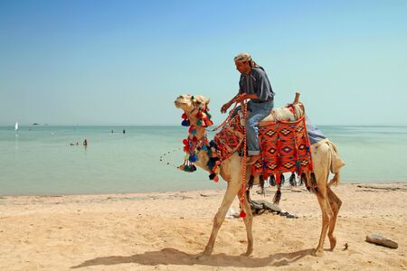 Bedouin and his camel portraitの写真素材