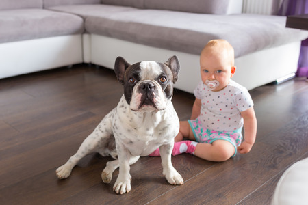 Baby girl sitting with french bulldog on the floorの写真素材