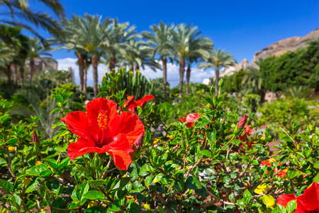 Tropical hibiscus flowers on Gran Canaria island, Spainの写真素材