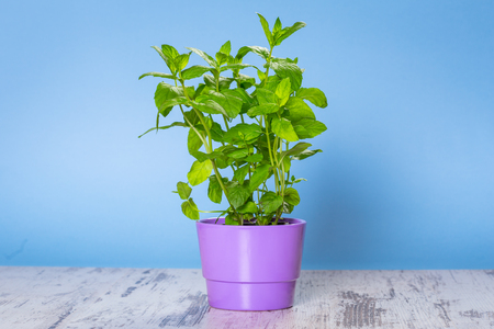 Herb mint growing in a pot over blue kitchen background.の写真素材
