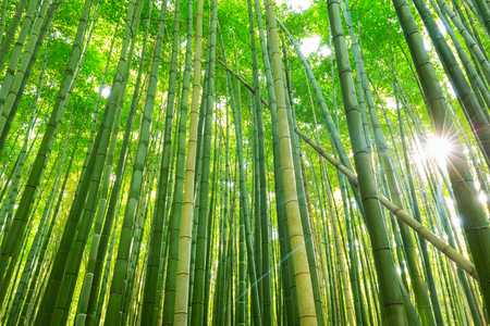 Arashiyama bamboo forest in Kyoto Japanの写真素材