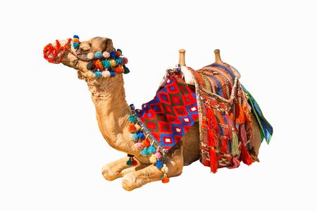 Egyptian camel isolated on whiteの写真素材