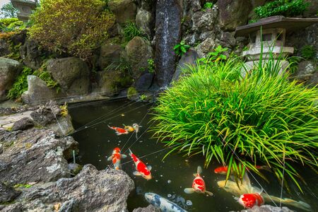 Japanese garden with gold fishes in Kamakura, Japanの写真素材