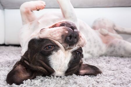 French bulldog lying down on the carpetの写真素材